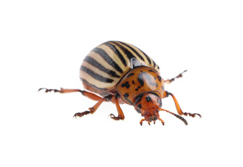 One colorado potato beetle isolated on white