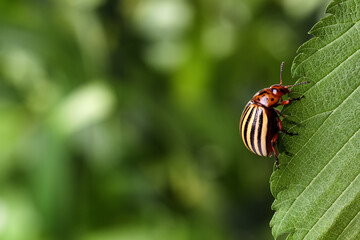 Colorado potato beetle on green leaf against blurred background, closeup. Space for text