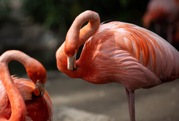 Flamingo Mother Baby and Egg