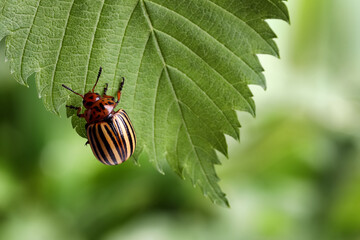 Colorado potato beetle on green leaf against blurred background, closeup. Space for text