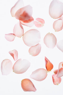 Rose petals