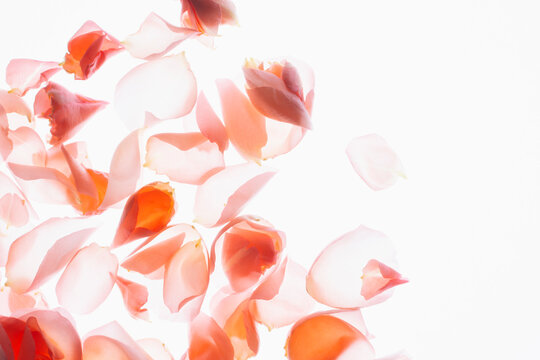 Fresh pink rose petals
