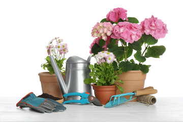 Beautiful potted plants and gardening equipment on wooden table against white background