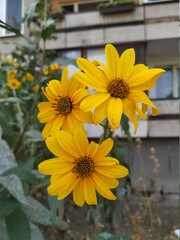 Yellow gerbera daisy flowers, isolated on green leaves background. Flower photography in summer day. Yellow flowers and blue sky, green leaves. 