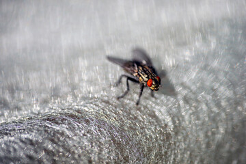 fly on a leaf, nacka, sverige, stockholm, sweden