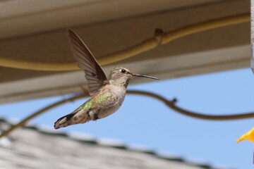 Hummingbird visiting a Backyard Feeder in an Upstroke of Its Wings