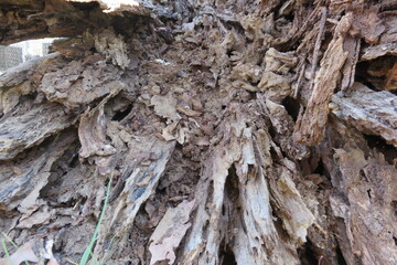 A closeup photograph of a fungi infected cracked dead tree trunk with large mushrooms growing on the bark