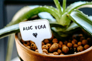 aloe vera