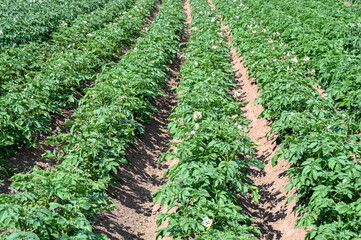 Fototapeta na wymiar Potato bushes in the field. Young potato crop growing in rows in spring. Green potatoes plants. Agriculture 