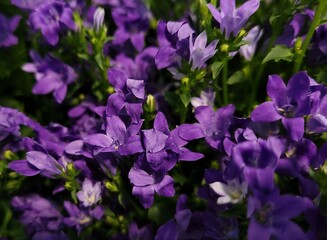Lobelia Cascade flowering in violet purple color. Beautiful flower in purple, blooming flower. Mixed bouquet with flowers in wooden basket.