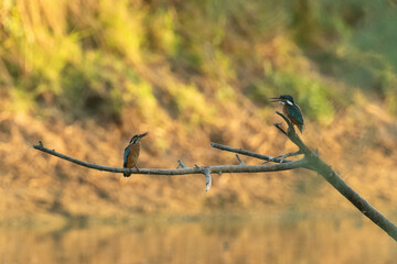 Pair of common kingfishers having an argument on a branch during sunrise