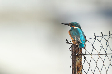 Fototapeta premium Common kingfisher sitting on a wire fence