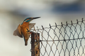 Common kingfisher landing on a wire fence during light rain