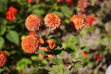 red and yellow flowers