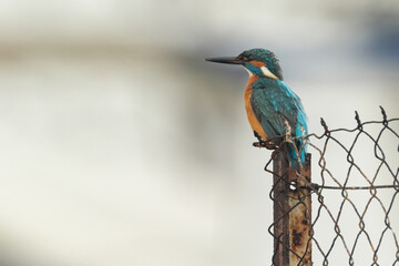 Common kingfisher sitting on a wire fence and observing the area
