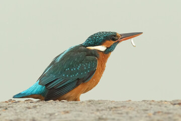 Side portrait of a Common kingfisher with small fish in mouth while sitting on the edge of a rock
