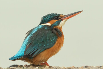 Close-up of a Common kingfisher sitting on the edge of a rock