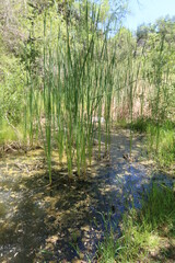 Fototapeta na wymiar Grassy Reeds in a Swamp Wetland
