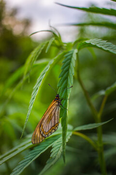 Butterfly on a marijuana plant