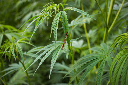 Butterfly on a marijuana plant