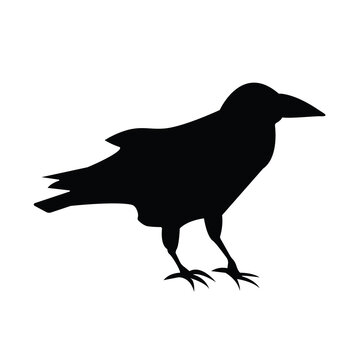 Silhouettes of raven.Isolated image on a white background. Black outline of birds for your design. Vector illustration