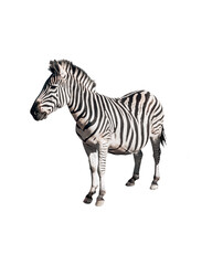 Amazing striped black and white wild zebra isolated on white background