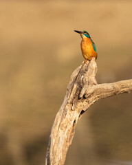 Front shot of a Common kingfisher sitting on the top of a trunk with golden background