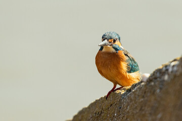 Common kingfisher sitting on the edge of a stone block against a bright background