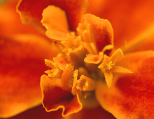 Fototapeta na wymiar Red flower petals close-up. Macro nature.