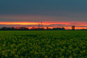 sunset over the field