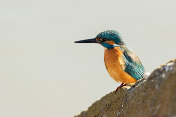 Common kingfisher looking sideways while sitting on the edge of a stone block against a bright...