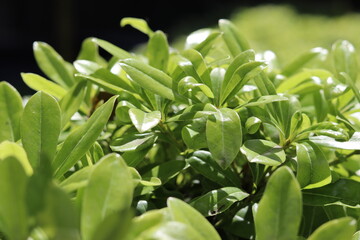 Obraz premium green grass