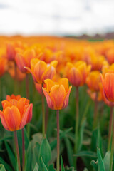 field of tulips