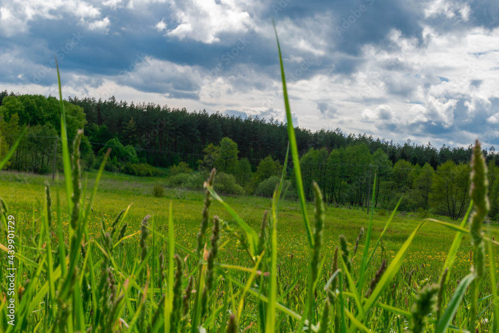 Wall mural meadow and blue sky