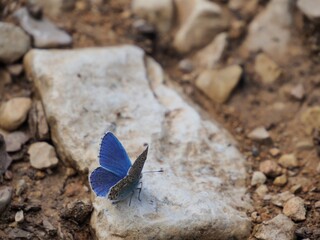 papillon prend le soleil