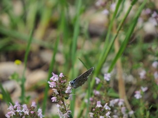 papillon butine