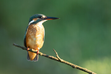 Front shot of a Common kingfisher sitting on a branch and looking sideways, against a green background