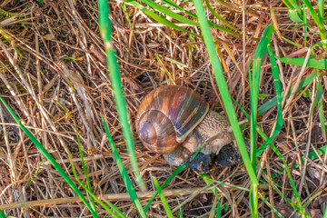 snail on the grass