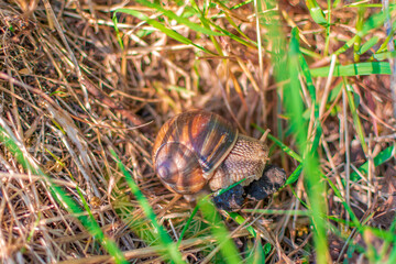 snail on the grass