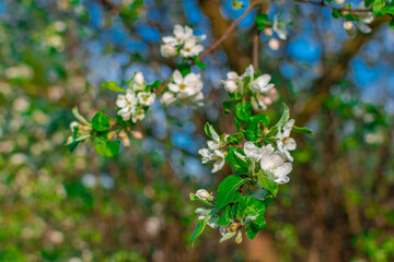flowers of a tree