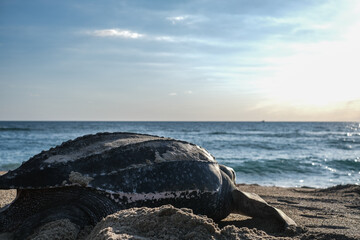 Leatherback Turtle heading out to sea after nesting In Florida