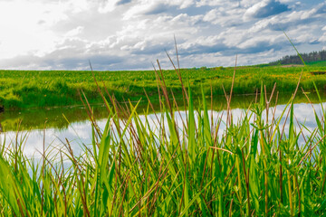 grass and water