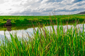 Obraz premium grass and water