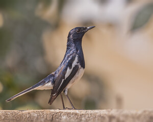Oriental Magpie showing its attitude