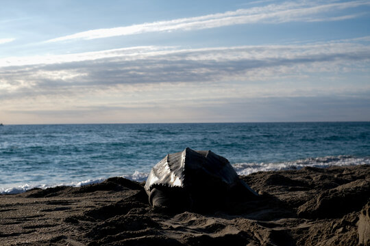 Leatherback Turtle next to the Atlantic Ocean In Florida