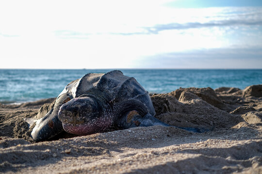 Nesting Leatherback turtle on the beach