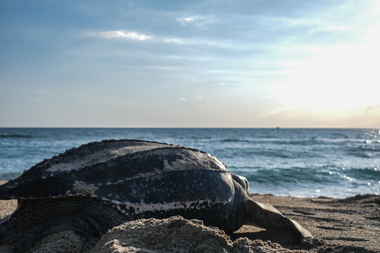 Leatherback Turtle heading out to sea after nesting In Florida