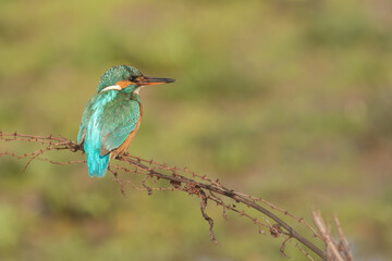 Obraz premium Back shot of a Common kingfisher sitting on a twig, looking sideways