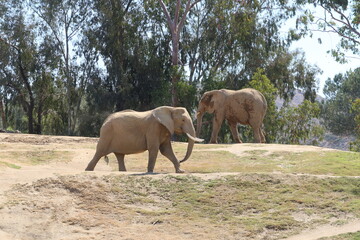 Fototapeta na wymiar Elephants in their Zoo Habitat on a Hill