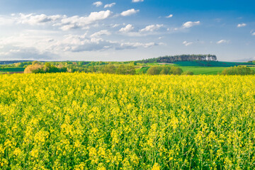 field of rapeseed